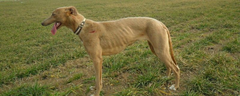 格惠犬如何挑快狗