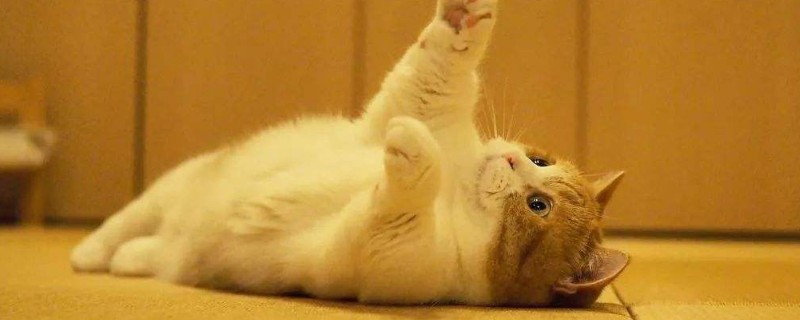 猫5岁相当于人多少岁