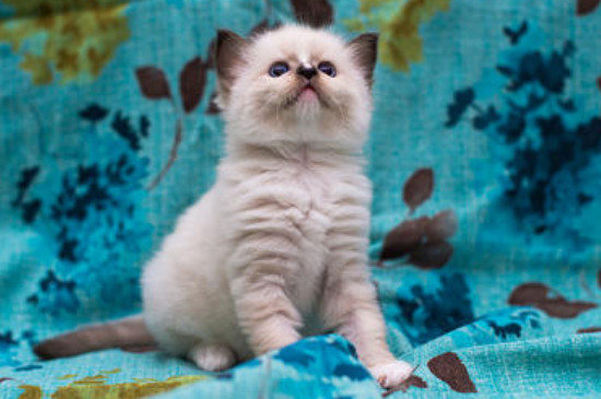 猫咪能吃什么