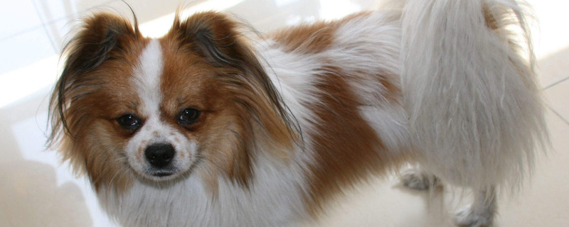 蝴蝶犬优缺点分析