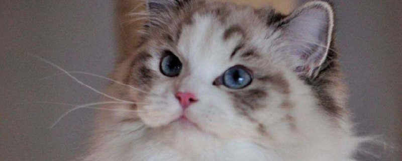 布偶猫冬天怕冷么