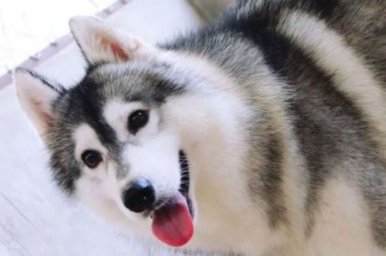 狗的鼻子为什么是湿的