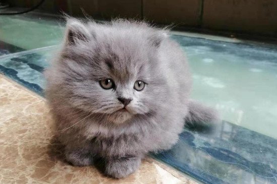 丁香蓝猫和蓝猫的区别
