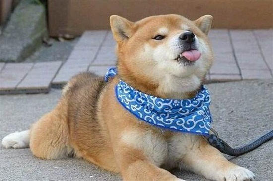 柴犬什么颜色贵，目前市场上黄色要比白色贵