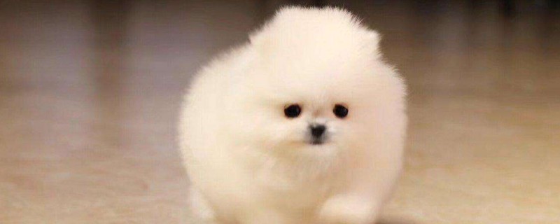 茶杯犬寿命多长时间