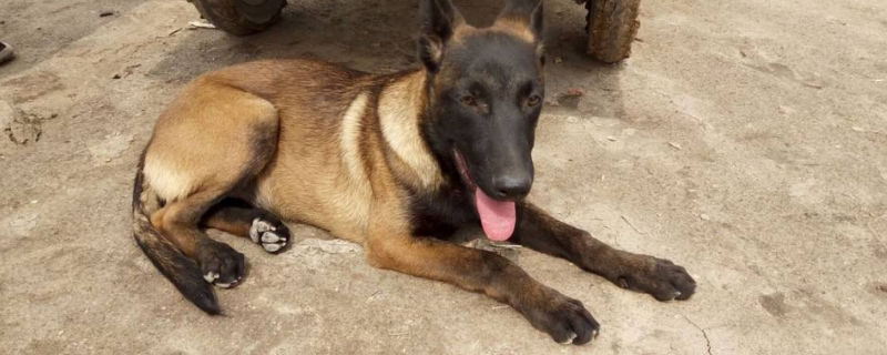 为什么德牧打不过马犬
