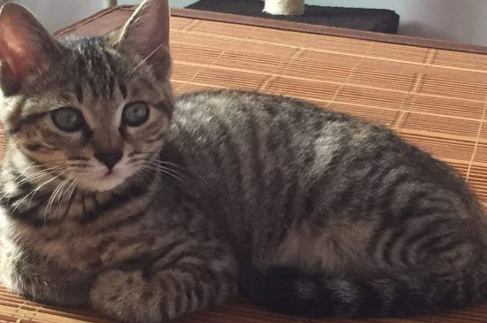 什么宠物猫便宜好养