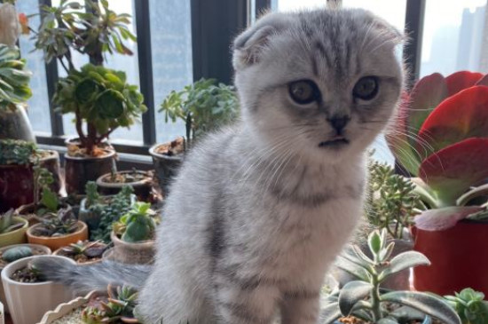 折耳猫寿命有多长