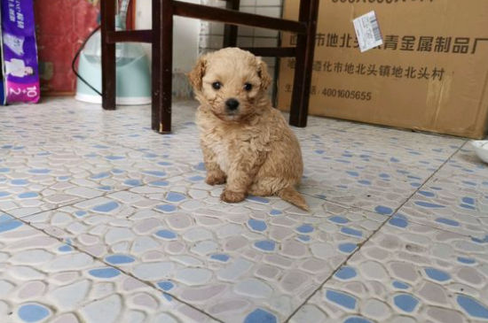 泰迪智商相当于人几岁