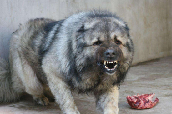 世界十大恶犬