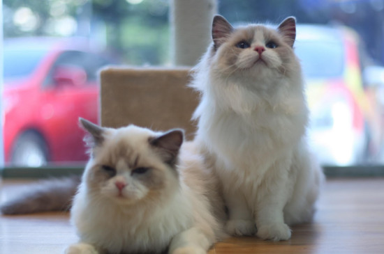 猫能吃核桃仁吗