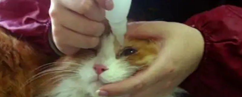 猫的眼睛白膜能自愈吗
