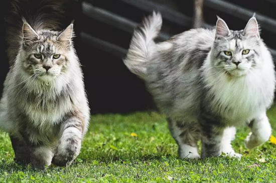 尾巴像鸡毛掸子的猫叫什么