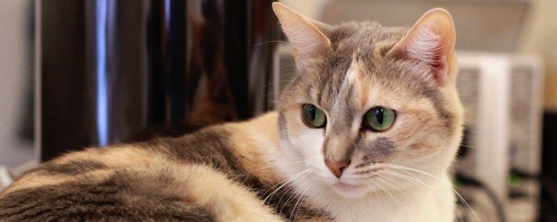 绿眼睛的猫稀少吗