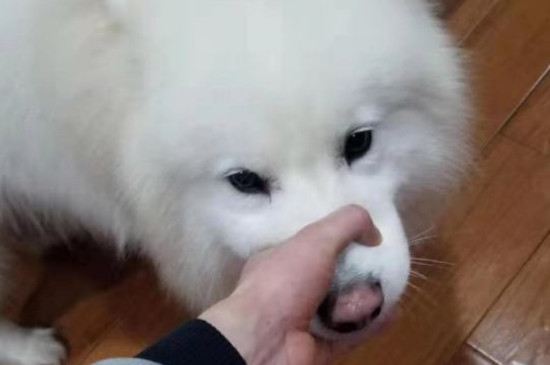 狗狗吃了奶油怎么补救