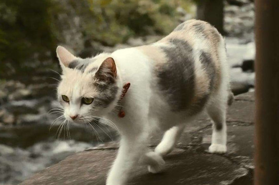 猫到底是招财还是来灾，猫来家里有什么预兆