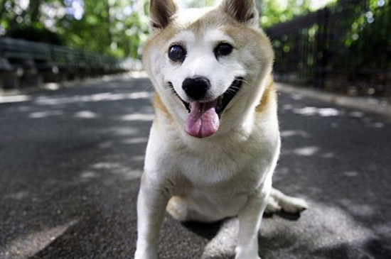 柴犬智商排名第几