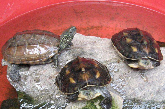 鱼缸养乌龟会被淹死吗