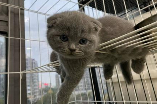 为什么折耳猫不能养