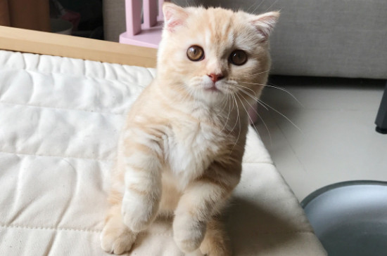 猫会认识自己的主人吗