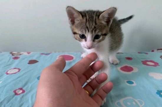 猫嘴巴没东西却在咀嚼