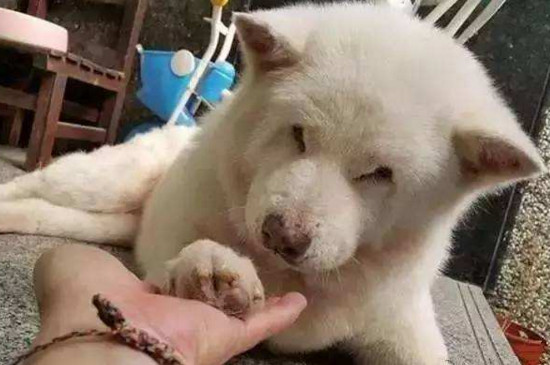 狗狗的年龄怎么算