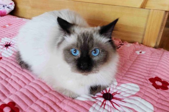 布偶猫血统证书怎么看