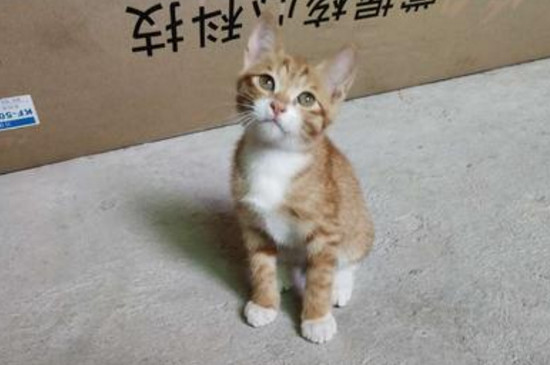 小猫舔你代表什么