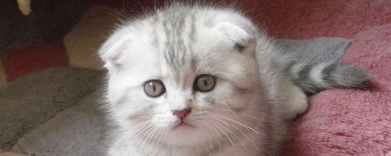 猫会嫌弃房子小吗