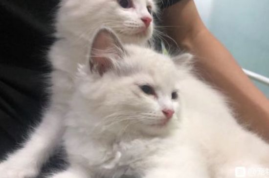 猫身上有皮屑怎么治疗