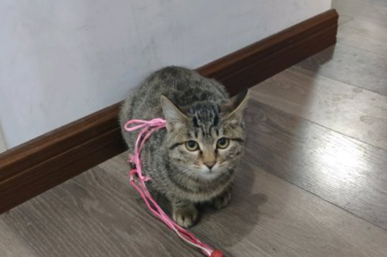 猫尿血多久会死