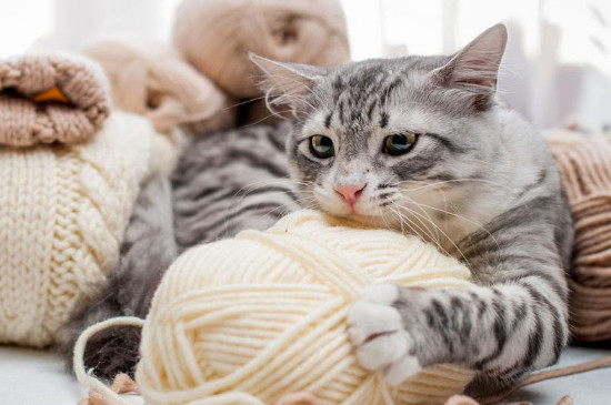 家猫和宠物猫的区别