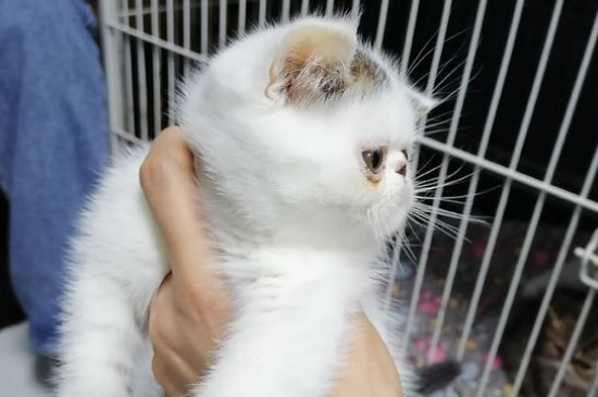 猫发情持续多久