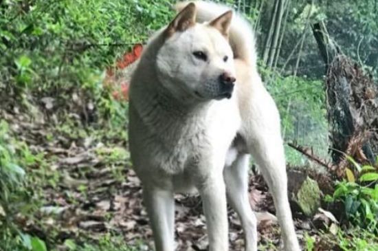 农村狗狗睡外面会冷吗