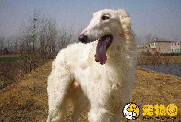 苏俄猎狼犬波索尔天生神秘，如今已成为受欢迎的伴侣犬