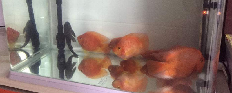 鹦鹉鱼产卵前兆