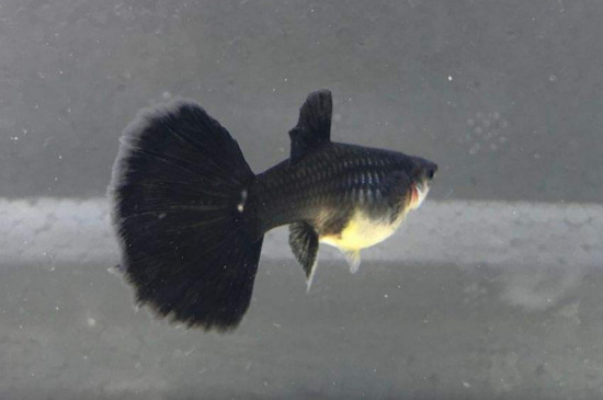 孔雀鱼是冷水鱼吗