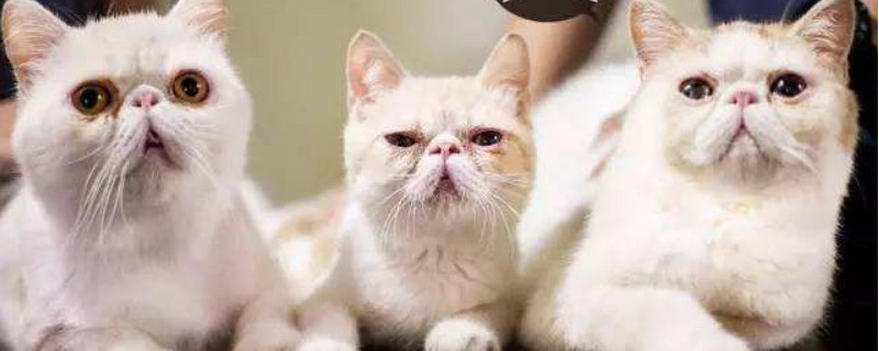 猫肾衰竭最初的症状