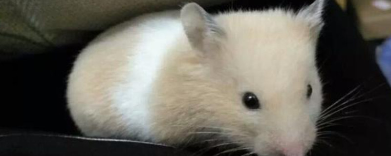 仓鼠死了家里要消毒吗
