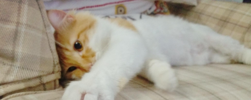 猫咪咳嗽一抽一抽的怎么回事