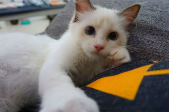 猫咪呕吐是怎么回事