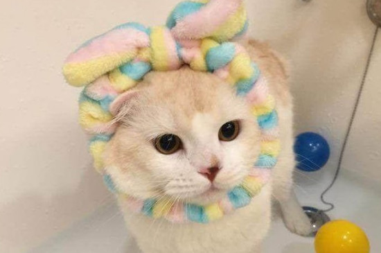 猫咪几个月可以洗澡