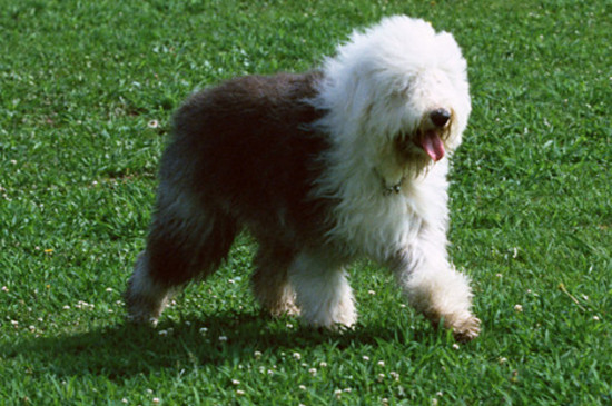 不掉毛的中型犬有哪些