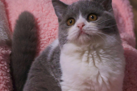 猫白血病的临床特征