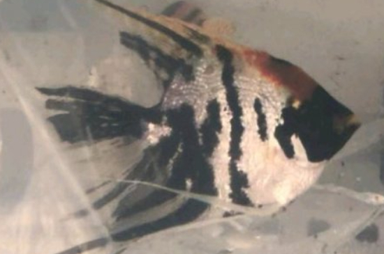 养燕鱼几天换水