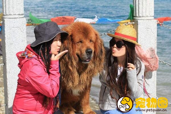 十大忠诚的狗排名，第一的中华田园犬PK掉日本秋田犬
