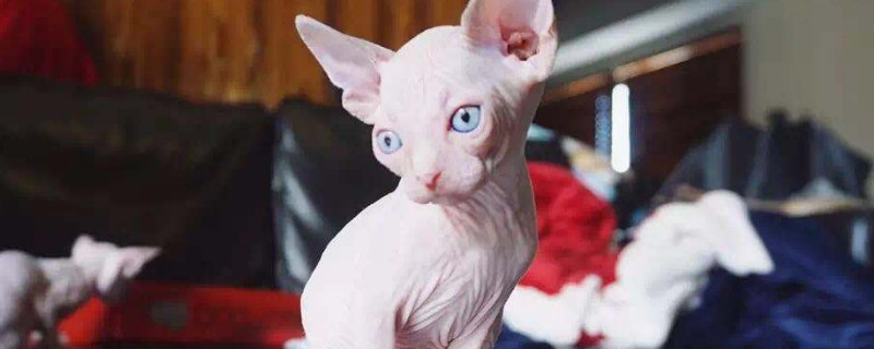哪种猫温顺