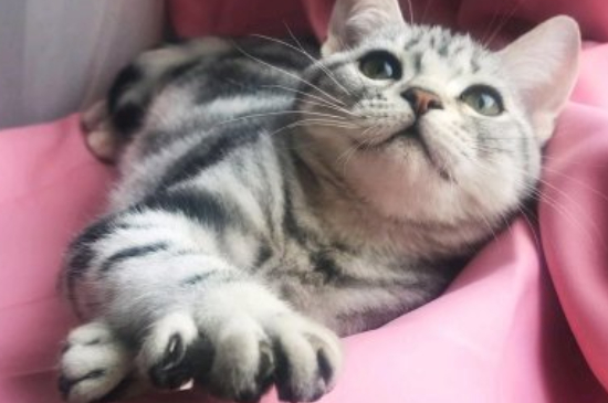 猫贫血症状