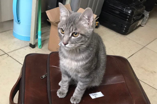 猫大便末端带血有黏液