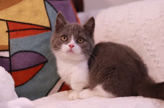矮脚猫为什么不好繁育